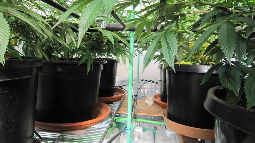 Runtz Mintz Cream by SnowShoe Joe. Week 13 - Between the pots.