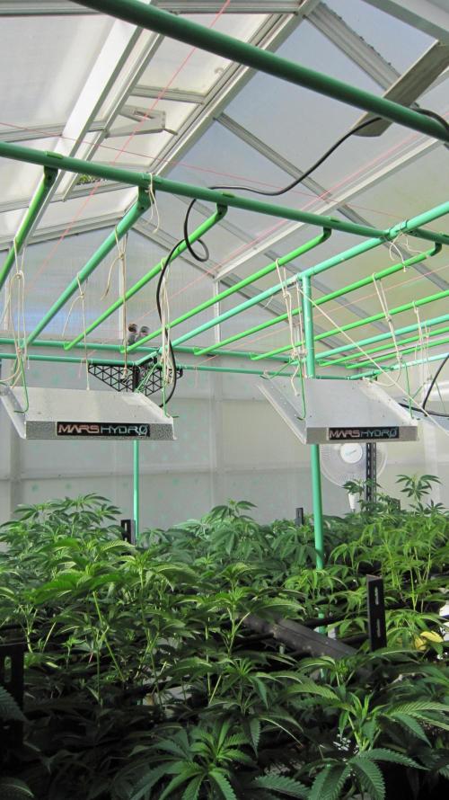 Runtz Mintz Cream by SnowShoe Joe. Week 13 - I'm going to have to get that algae off the roof panels before flowering starts