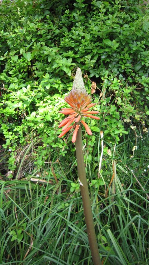 Runtz Mintz Cream by SnowShoe Joe. Week 13 - Red Hot Poker