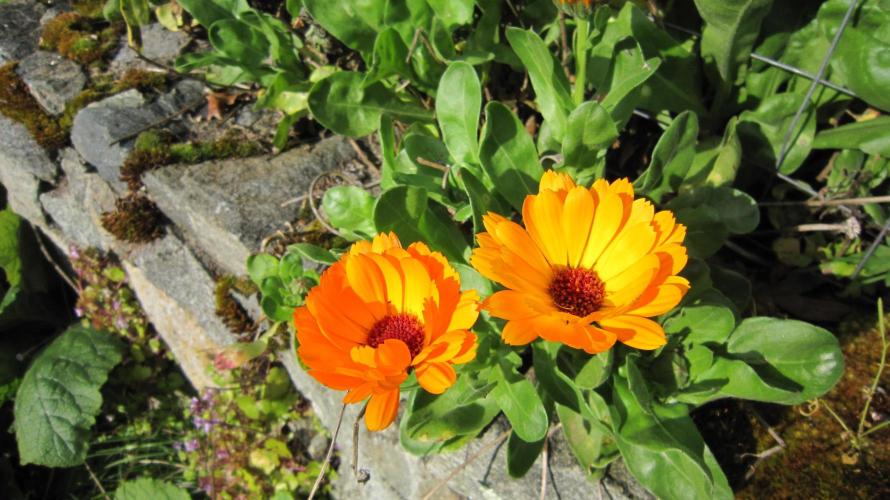Runtz Mintz Cream by SnowShoe Joe. Week 13 - Orange cups