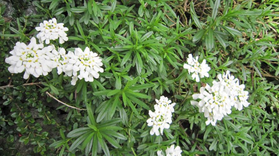 Runtz Mintz Cream by SnowShoe Joe. Week 13 - Patches of white
