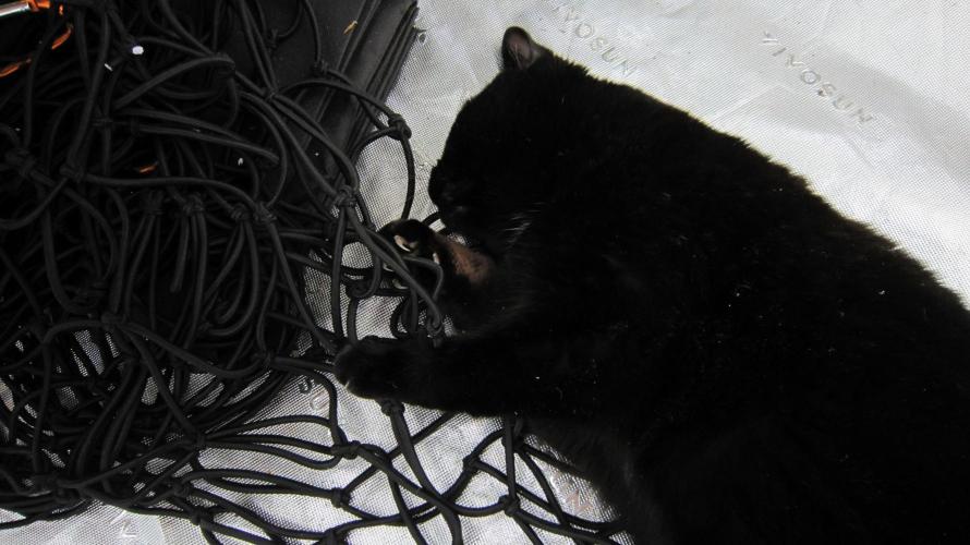 Runtz Mintz Cream by SnowShoe Joe. Week 13 - Getting that knot out.