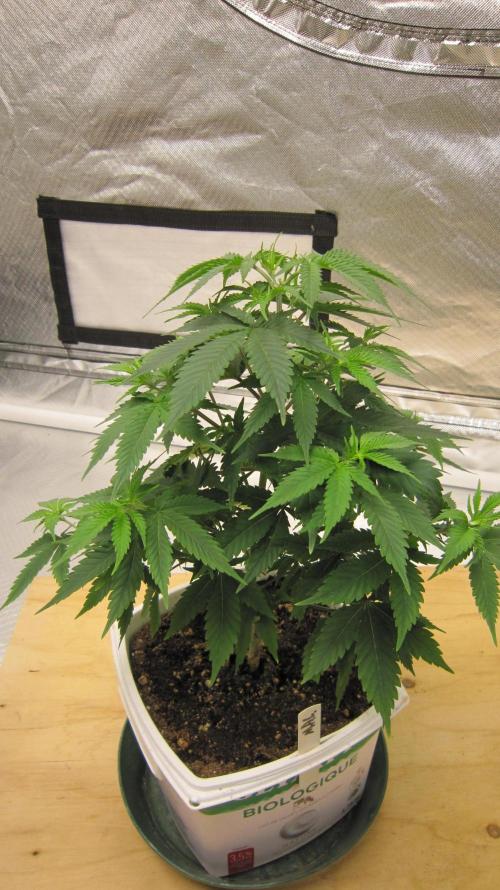 M.A.C.-Sensible Seeds-Premium Selection. Week 6 - M.A.C. - Got topped and some LST and repotted