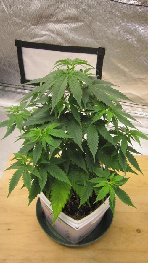 M.A.C.-Sensible Seeds-Premium Selection. Week 6 - M.A.C. - 1/4 turn