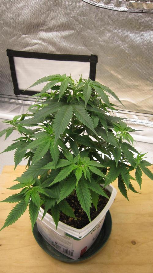 M.A.C.-Sensible Seeds-Premium Selection. Week 6 - M.A.C. - 1/4 turn