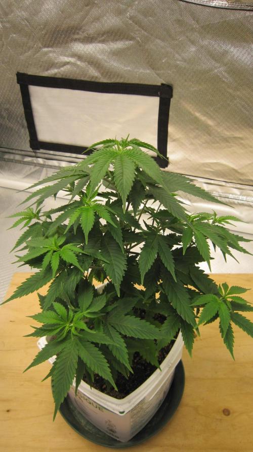 M.A.C.-Sensible Seeds-Premium Selection. Week 6 - M.A.C. - 1/4 turn