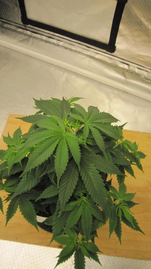 M.A.C.-Sensible Seeds-Premium Selection. Week 6 - Top View.
