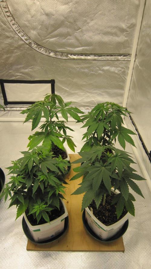 Gorilla Gelato - Ganja Seeds. Week 5 - Gorilla Gelato are the 2 farthest away - 1 MAC and 1 Banana gold Rush