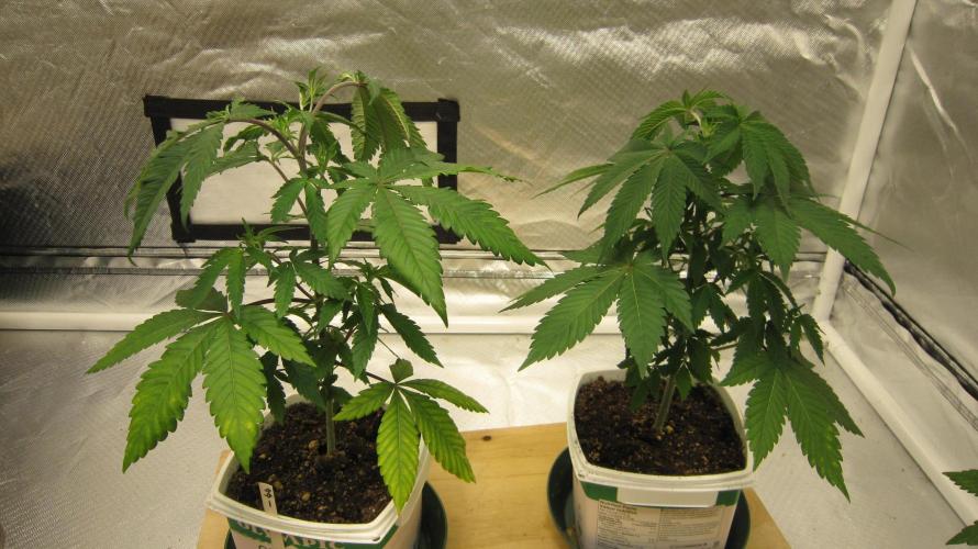 Gorilla Gelato - Ganja Seeds. Week 5 - Gorilla Gelato. - 2 Plants. They were repotted and topped and some bottom LST.