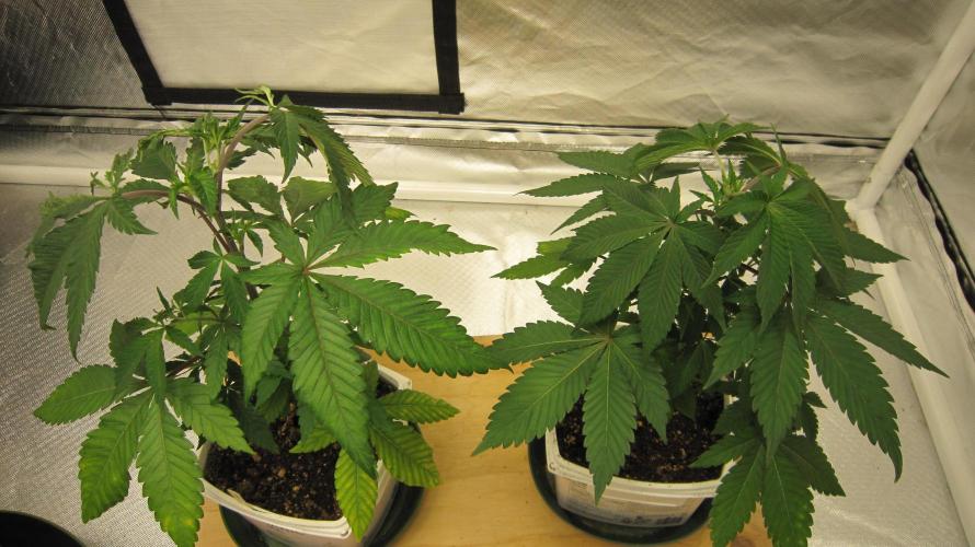 Gorilla Gelato - Ganja Seeds. Week 5 - Plant #1 has some leaf problems