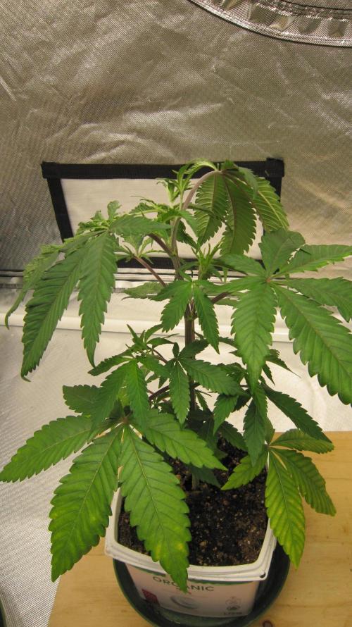 Gorilla Gelato - Ganja Seeds. Week 5 - Plant #1 This side look almost normal