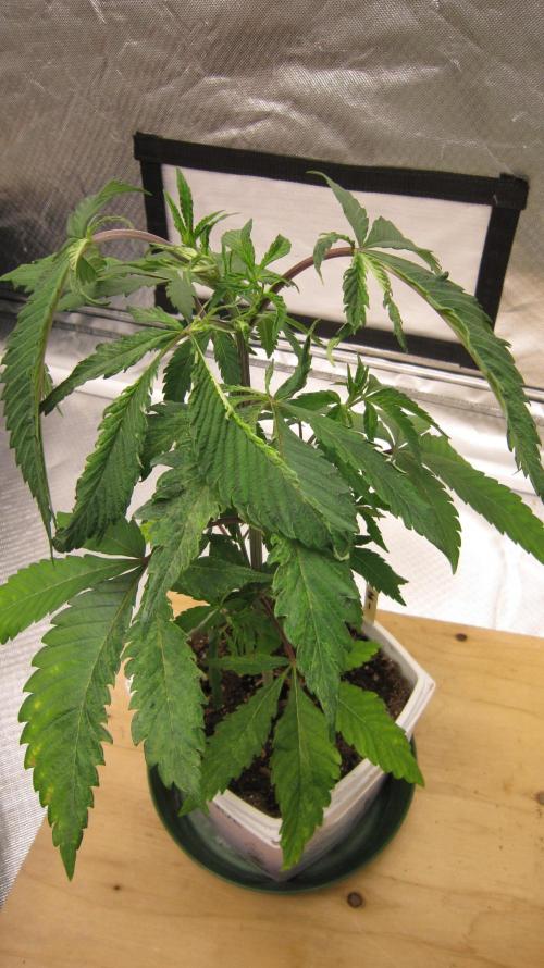 Gorilla Gelato - Ganja Seeds. Week 5 - Plant #1 - But turn it around and see the leaves.