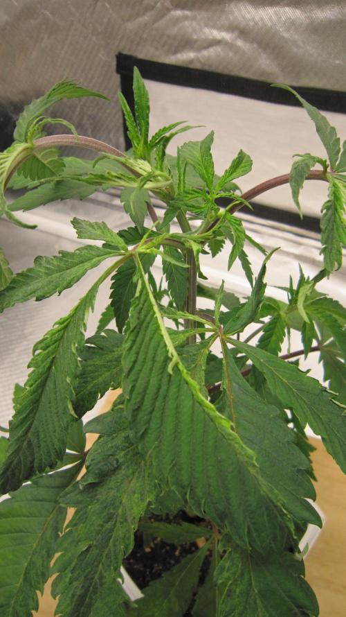 Gorilla Gelato - Ganja Seeds. Week 5 - Plant #1 - Looks like it was eaten. Hope it's not a virus.
