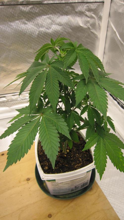 Gorilla Gelato - Ganja Seeds. Week 5 - Plant #2 Looks normal.