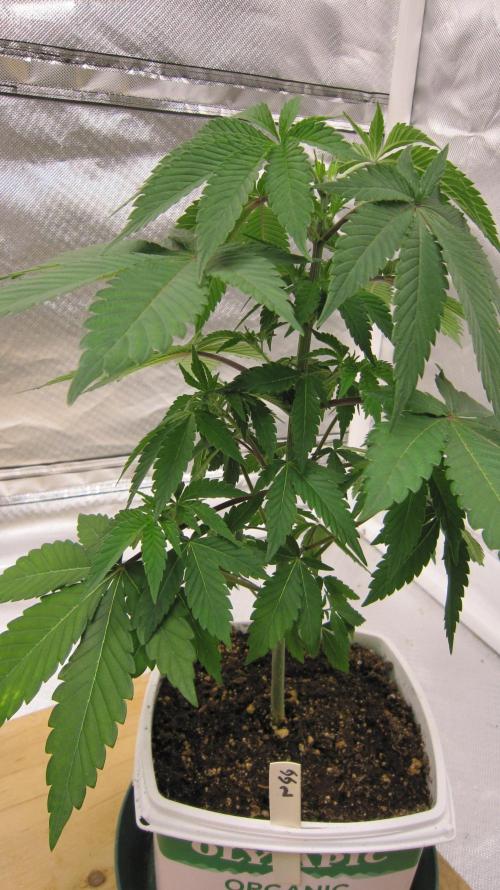 Gorilla Gelato - Ganja Seeds. Week 5 - Plant #2 Got the branches going