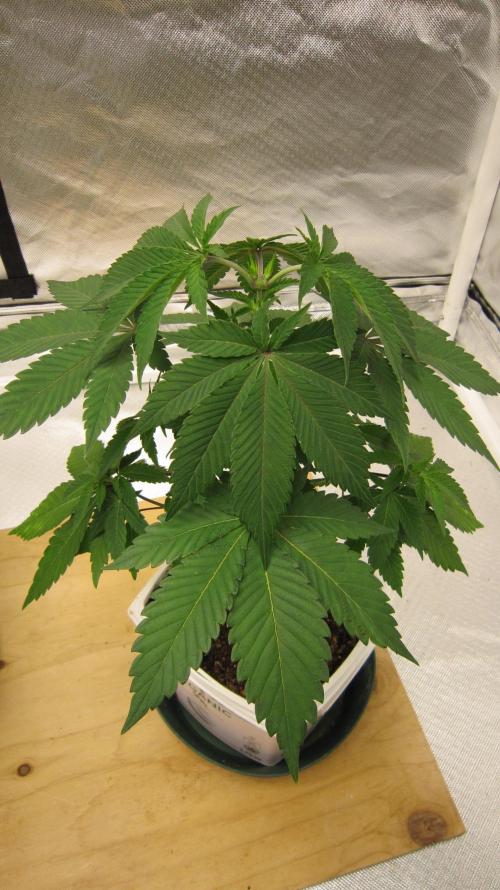 Gorilla Gelato - Ganja Seeds. Week 5 - Plant #2