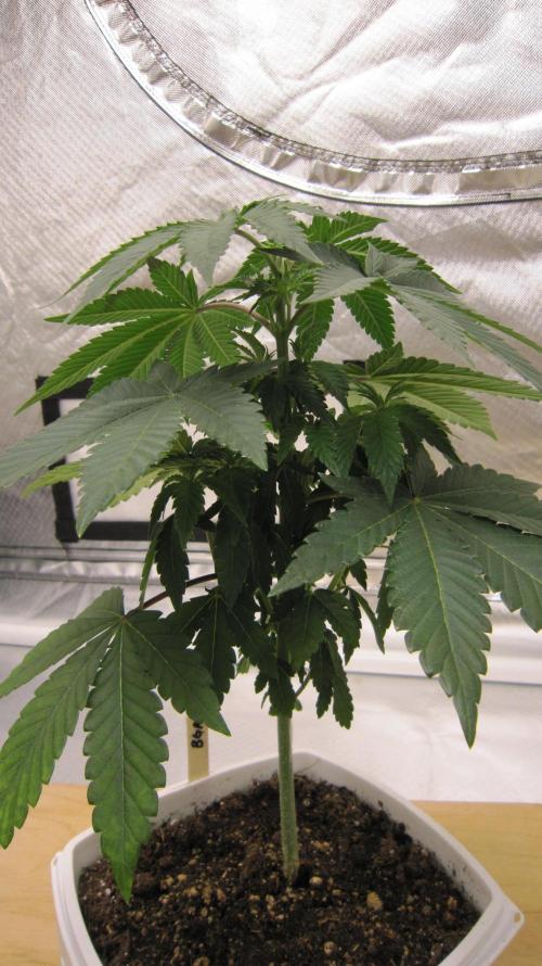 Banana 🍌 Gold Rush  🏆💰🌟. Week 5 - BGR - Got branches growing