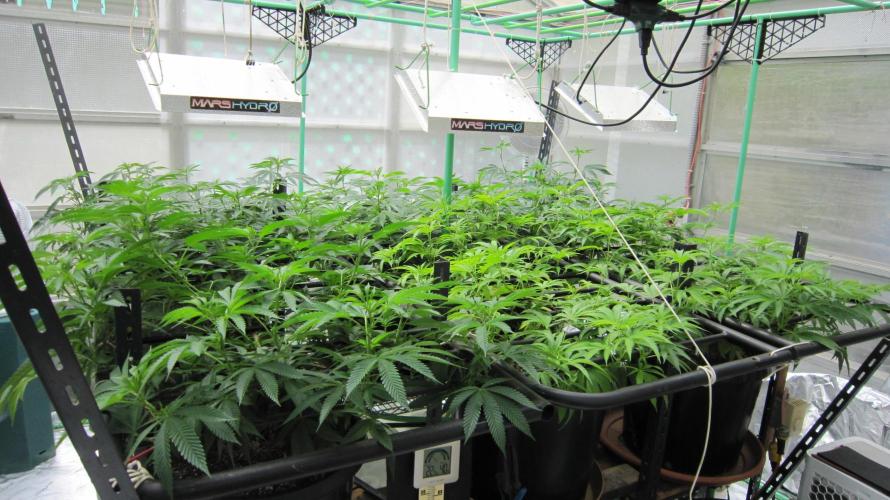 Runtz Mintz Cream by SnowShoe Joe. Week 14 - Runtz Mintz Cream - RMC - Facing Southwest