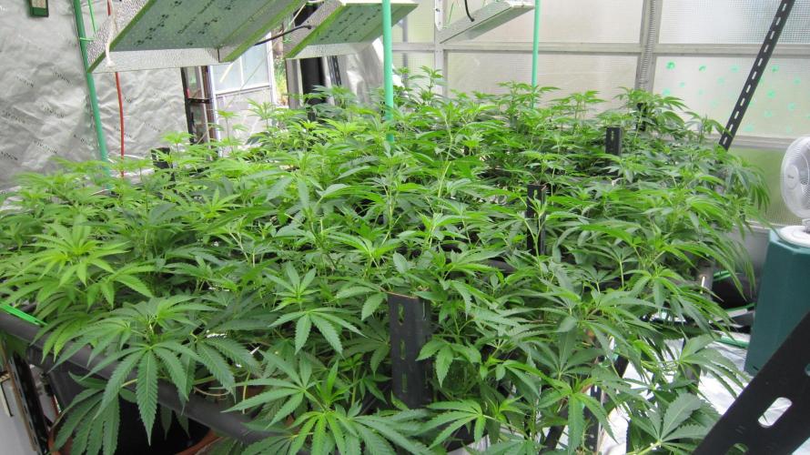 Runtz Mintz Cream by SnowShoe Joe. Week 14 - RMC - Facing Northeast