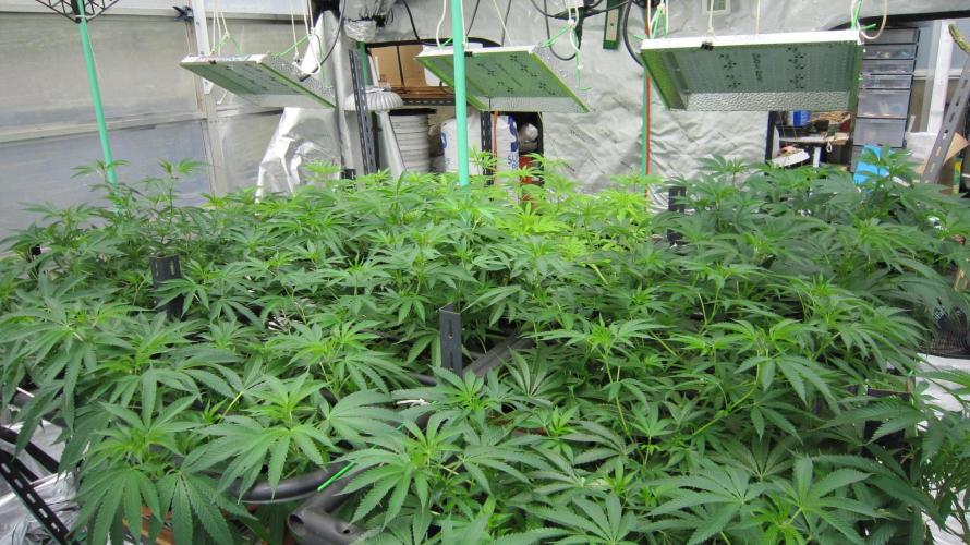 Runtz Mintz Cream by SnowShoe Joe. Week 14 - RMC - Facing Northwest