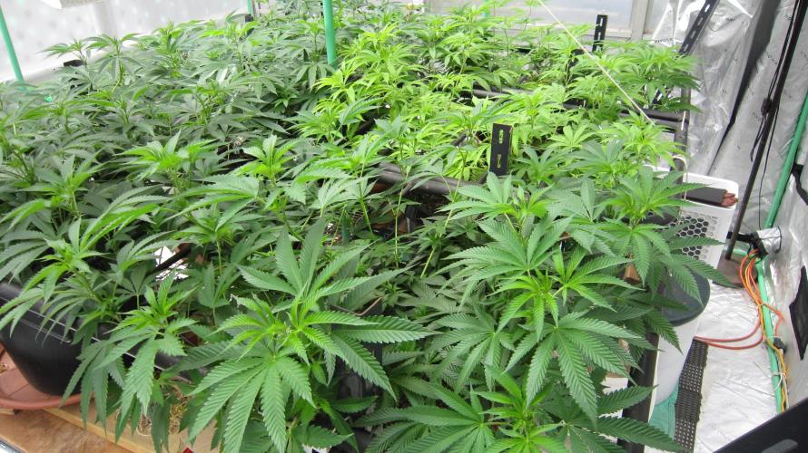 Runtz Mintz Cream by SnowShoe Joe. Week 14 - RMC - Plant #1