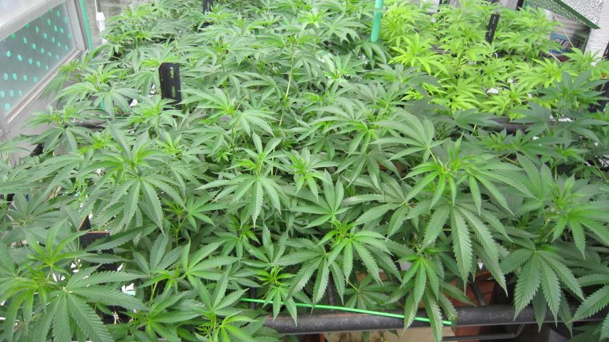 Runtz Mintz Cream by SnowShoe Joe. Week 14 - RMC - Plant #2