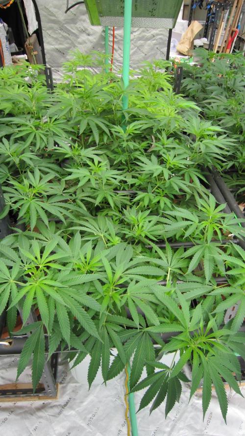 Runtz Mintz Cream by SnowShoe Joe. Week 14 - RMC - Plant #3