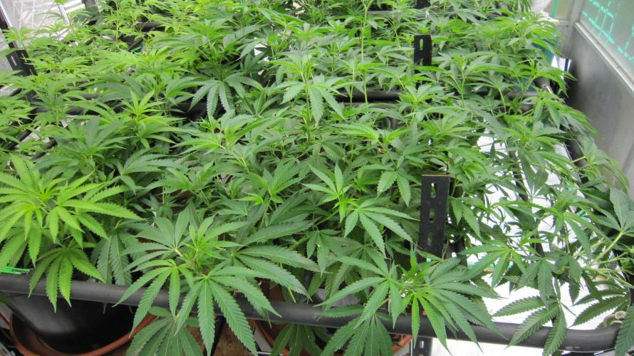 Runtz Mintz Cream by SnowShoe Joe. Week 14 - RMC - Plant #4