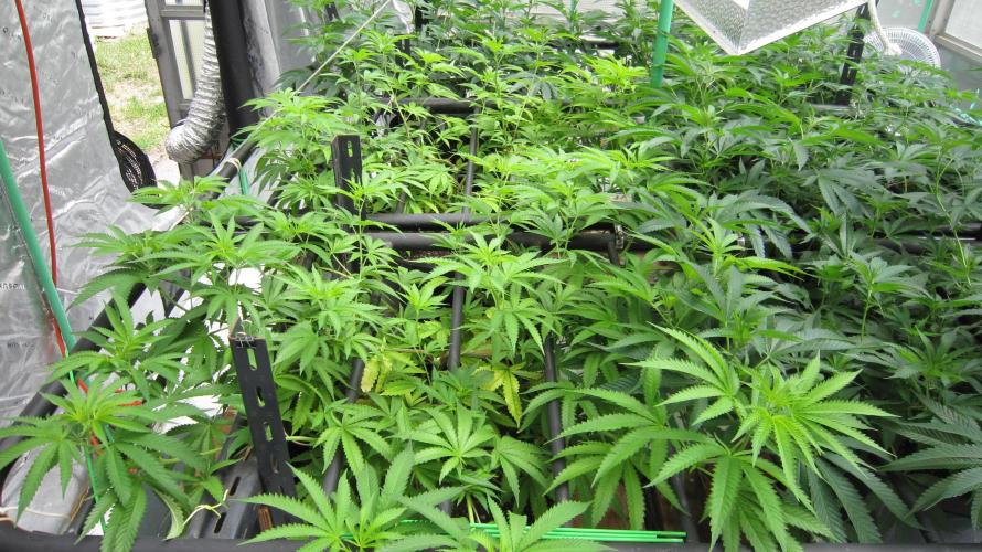 Runtz Mintz Cream by SnowShoe Joe. Week 14 - RMC - Plant #5