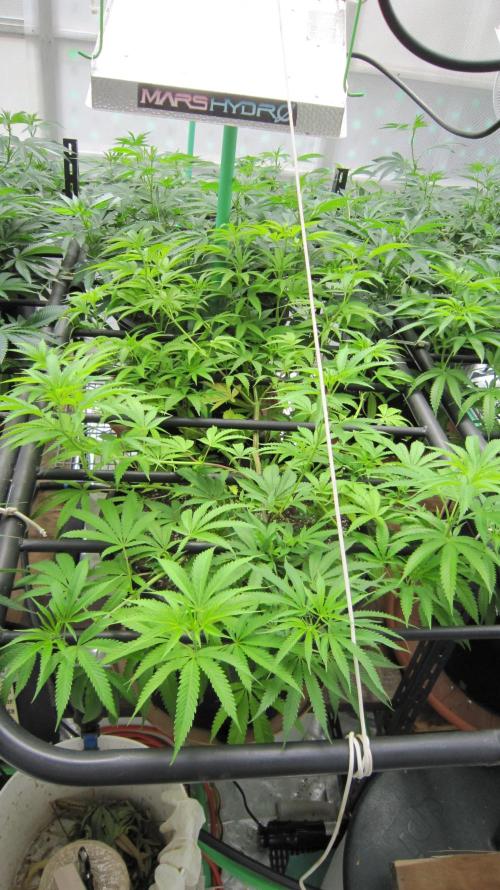 Runtz Mintz Cream by SnowShoe Joe. Week 14 - RMC - Plant #6