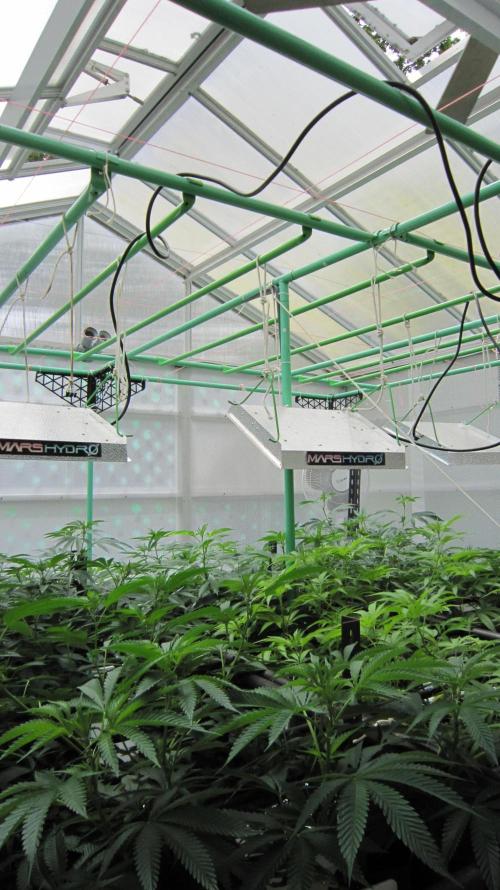 Runtz Mintz Cream by SnowShoe Joe. Week 14 - Up to the roof. Facing South