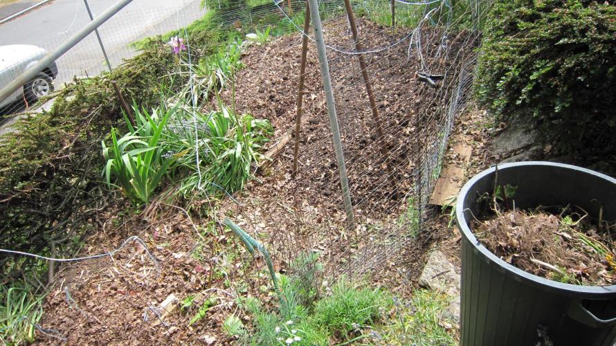 Runtz Mintz Cream by SnowShoe Joe. Week 14 - Been working on my second vegie garden this week. See the deer fence.