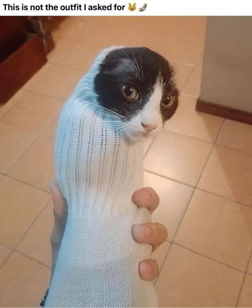Runtz Mintz Cream by SnowShoe Joe. Week 14 - That sock has teeth and claws.
