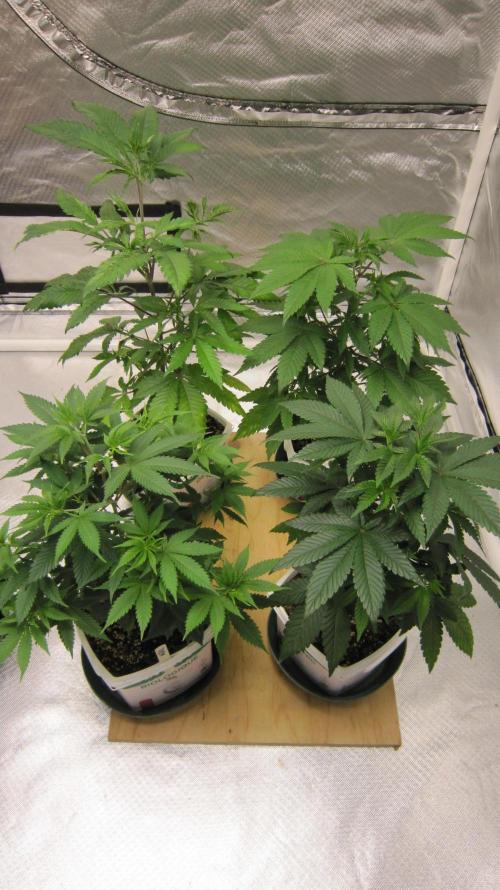 M.A.C.-Sensible Seeds-Premium Selection. Week 7 - All the 6 week old plants in this tent. 2 Gorilla Gelato - 1 Banana Gold Rush.