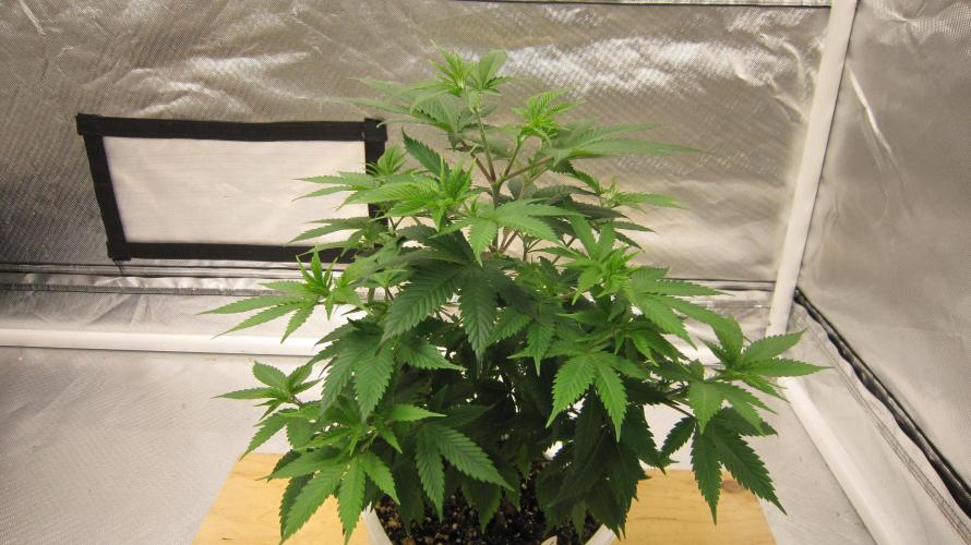 M.A.C.-Sensible Seeds-Premium Selection. Week 7 - M.A.C. - Branchy.