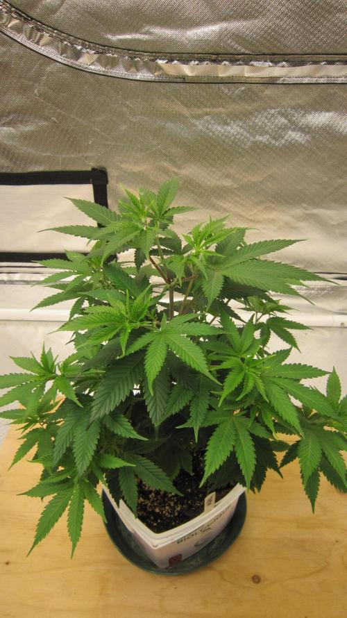 M.A.C.-Sensible Seeds-Premium Selection. Week 7 - M.A.C. - Was topped about 10 days ago.
