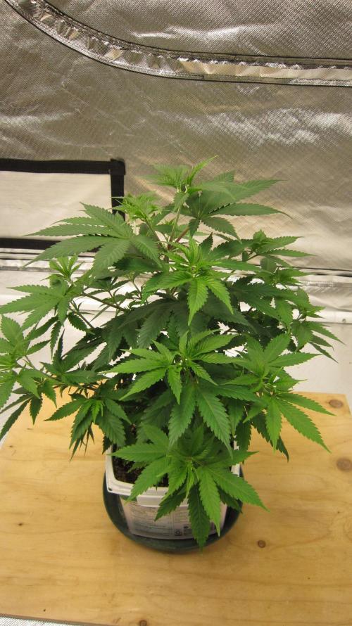 M.A.C.-Sensible Seeds-Premium Selection. Week 7 - 1/2 Turn.
