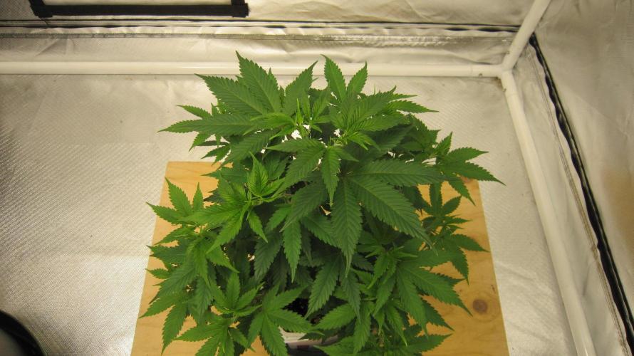 M.A.C.-Sensible Seeds-Premium Selection. Week 7 - Top View.