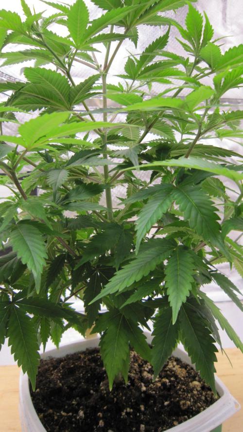 M.A.C.-Sensible Seeds-Premium Selection. Week 7 - Inside View.