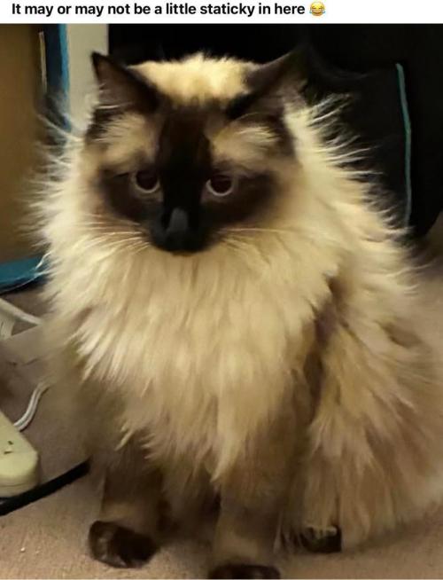 M.A.C.-Sensible Seeds-Premium Selection. Week 7 - Ever petted a cat and got a shock... and the cat looks at you like... WTF
