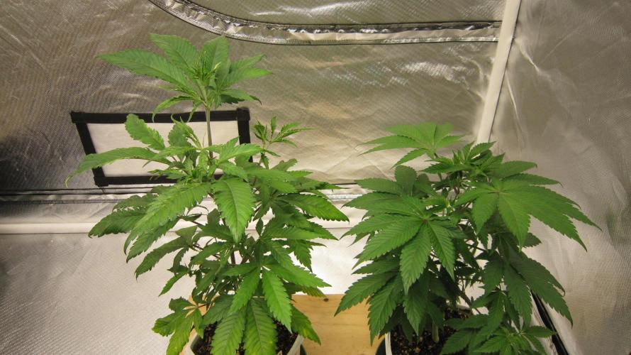 Gorilla Gelato - Ganja Seeds. Week 6 - - Plant #1 has got some sorta weird leaf thing going on - Plant #2 looks normal.