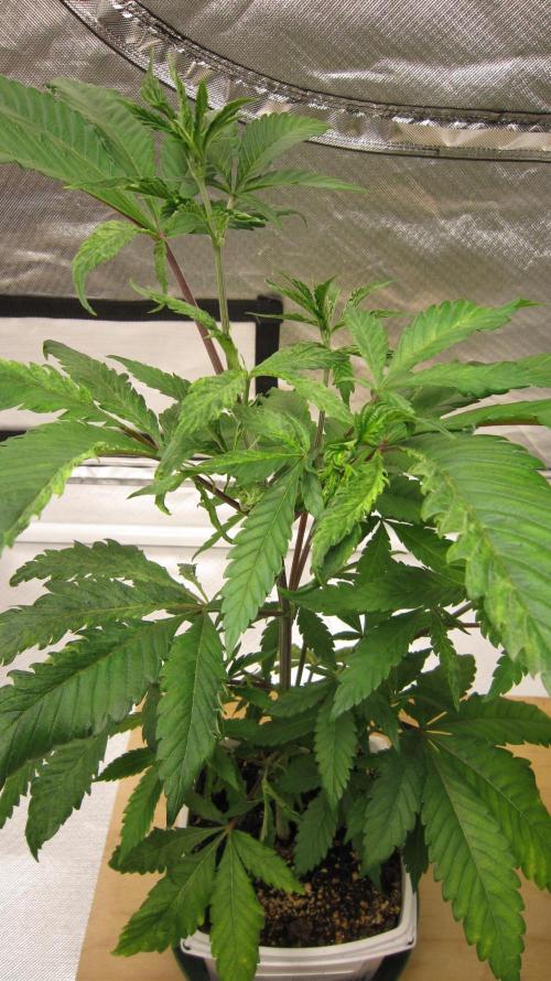 Gorilla Gelato - Ganja Seeds. Week 6 - Plant #1