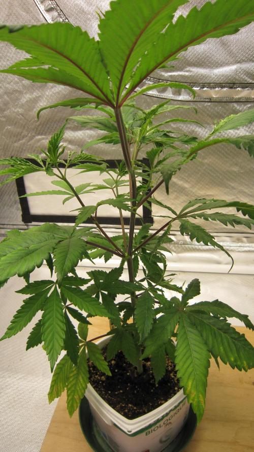 Gorilla Gelato - Ganja Seeds. Week 6 - 1/2 Turn an the plant almost looks normal