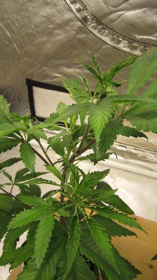 Gorilla Gelato - Ganja Seeds. Week 6 - I guess I'll look up, what type of leaf problem I have.