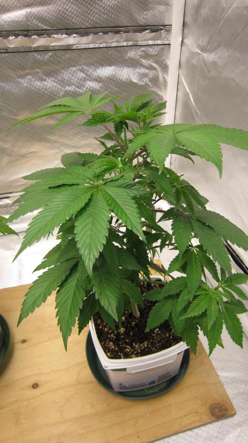 Gorilla Gelato - Ganja Seeds. Week 6 - Plant #2