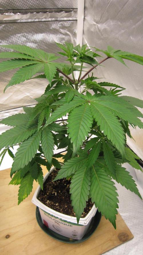 Gorilla Gelato - Ganja Seeds. Week 6 - Plant #2