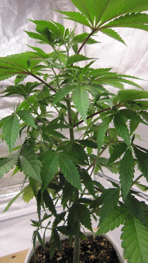 Gorilla Gelato - Ganja Seeds. Week 6 - Plant #2