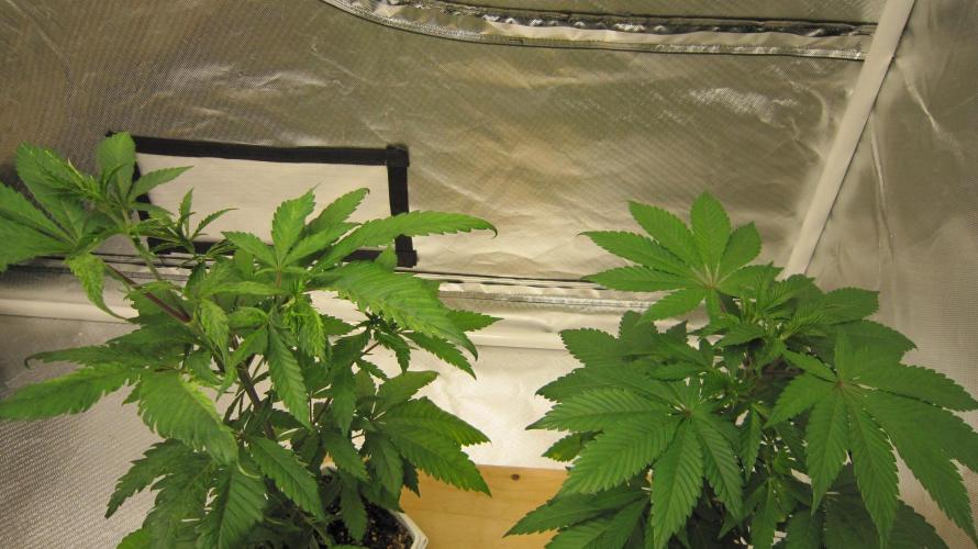 Gorilla Gelato - Ganja Seeds. Week 6 - Gorilla Gelato.