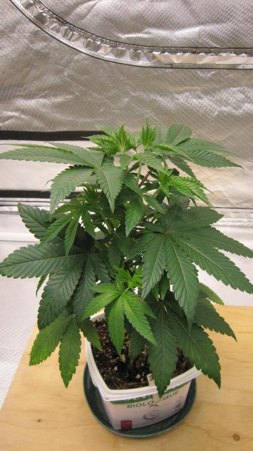 Banana 🍌 Gold Rush  🏆💰🌟. Week 6 - BGR - Was topped about 10 days ago.