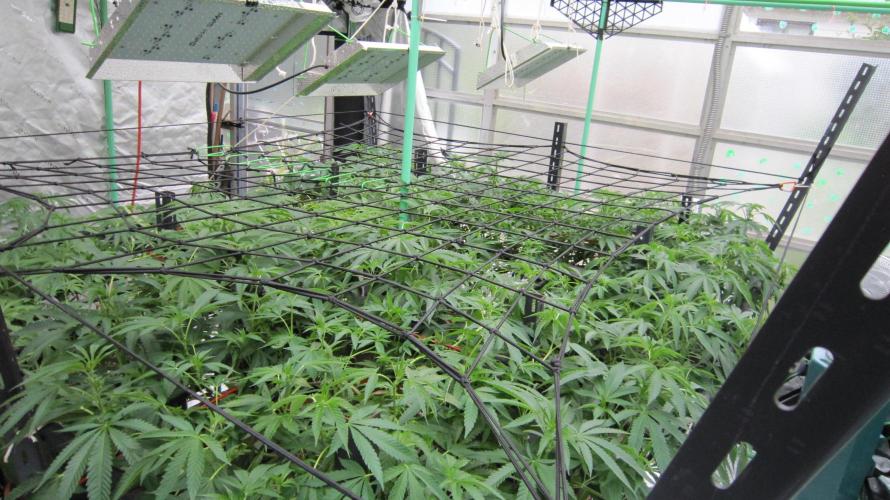 Runtz Mintz Cream by SnowShoe Joe. Week 15 - Facing Northeast